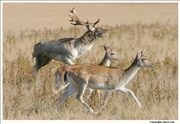 Fallow Deer 1